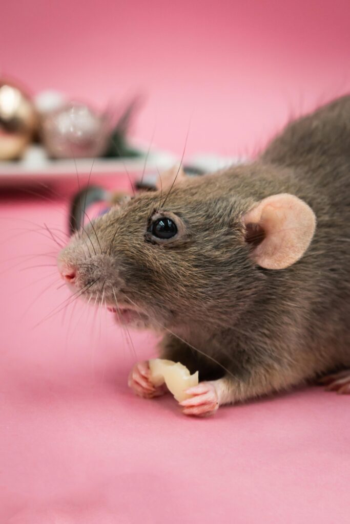 Hantavirus en el siglo 21: ¿Por qué prevenir es necesario, pero políticamente ignorado? Close-up of a rat nibbling cheese against a pink studio background. Cute and endearing.